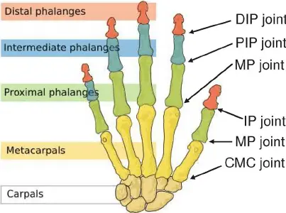 finger joints